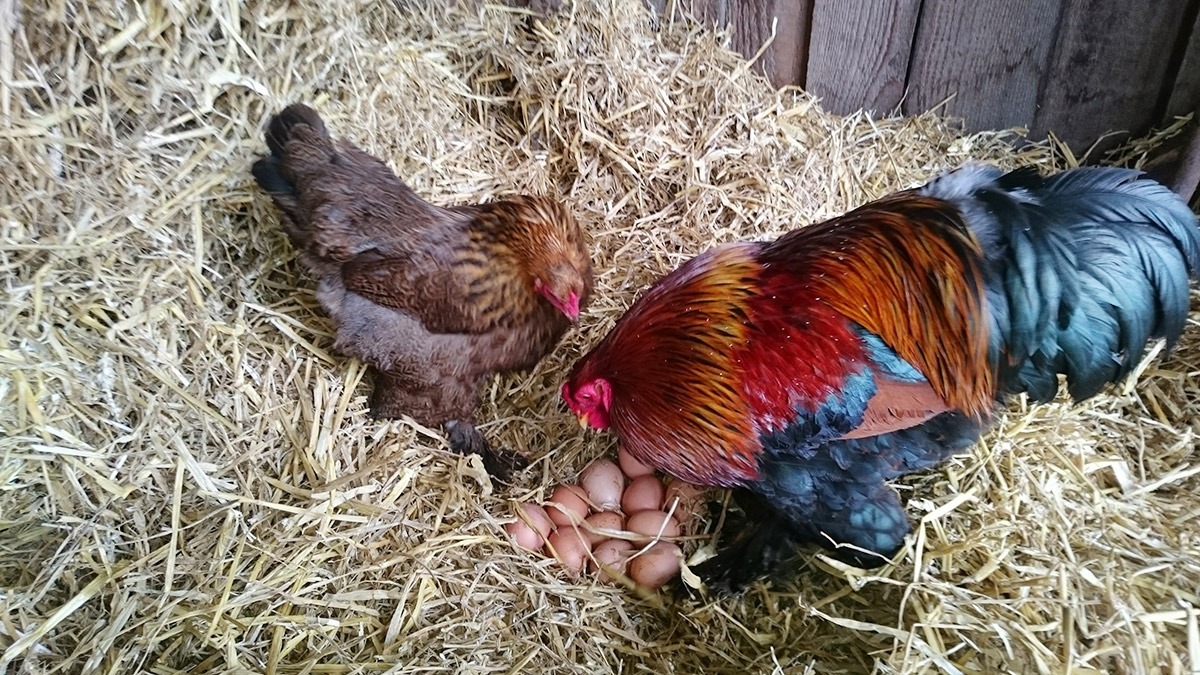 Farntiere Hahn und Henne - Familienferien und Kinderparadies mit Tieren auf dem auf Naturschutz bedachten Farnbauernhof in Schönwald im Schwarzwald