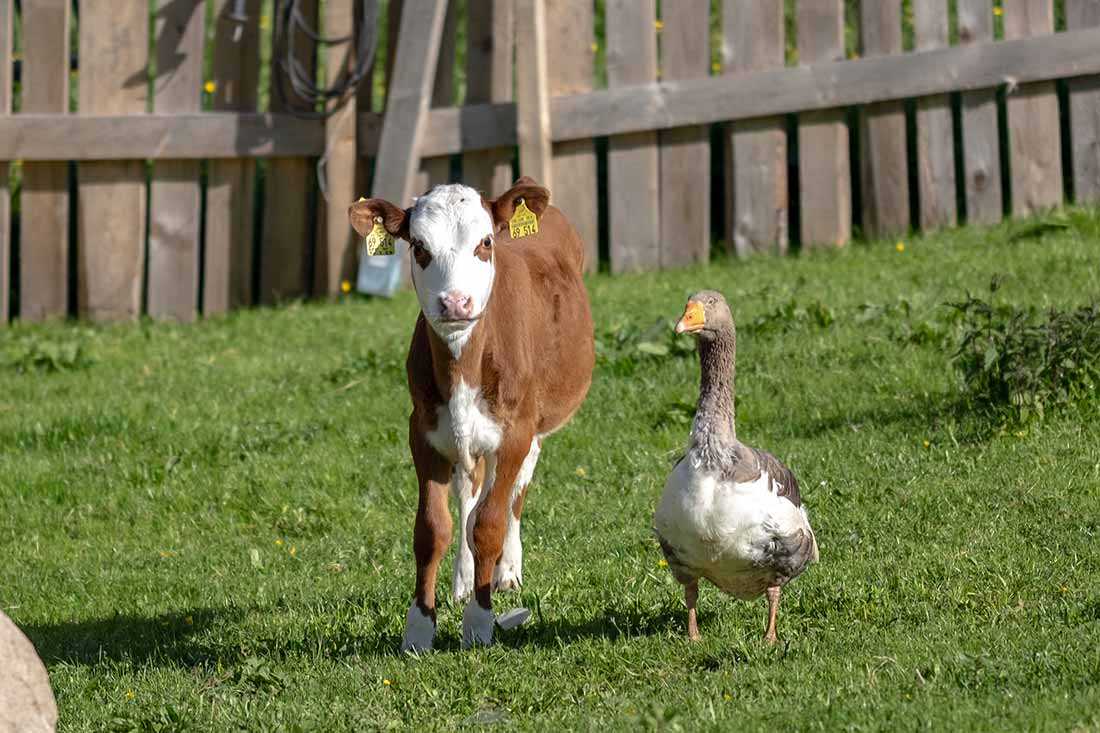 Die Tiere auf unserem Farnbauernhof in Schönwald im Schwarzwald machen viel Spaß