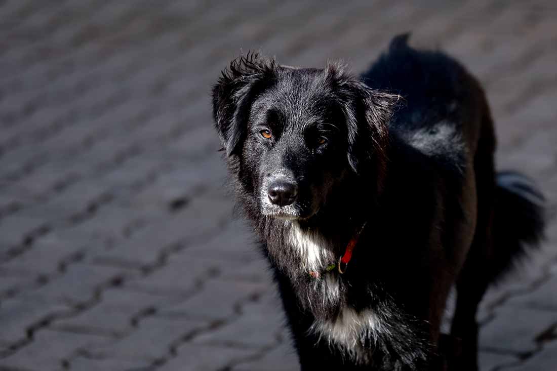 Unsere Hofhündin Bella und ihre Tochter Paula freuen sich auf eure Familienferien im Kinder- und Tiereparadies auf dem Farnbauernhof in Schönwald im Schwarzwald.