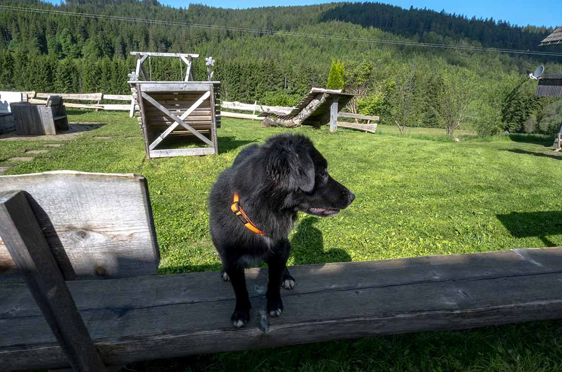 Hofhündin Bella - nachhaltige Familienferien und Kinderparadies mit tieren auf dem Farnbauernhof in Schönwald im Schwarzwald.
