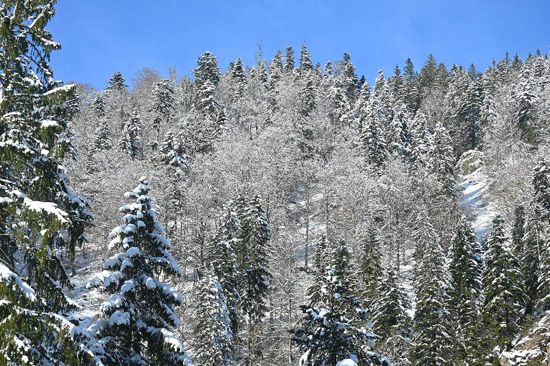 Fühl dich frei in unserer herrlich weitläufigen Wald- und Wiesenlandschaft