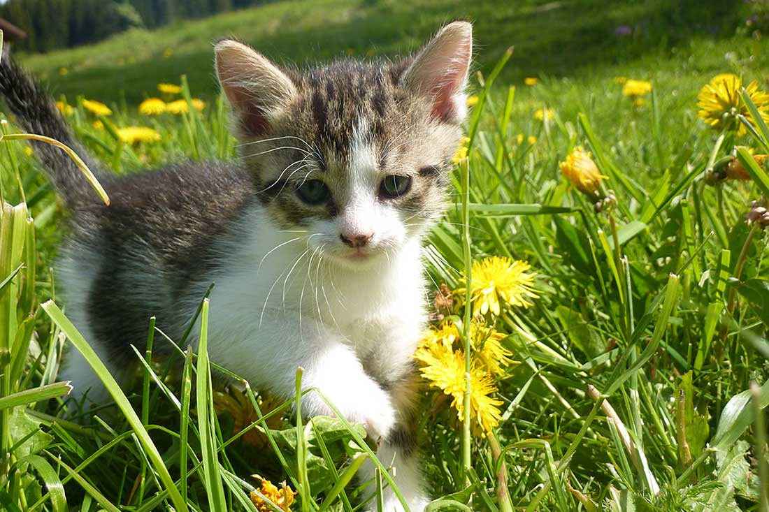 Schönste Familienferien in unserem Urlaubsparadies mit Tieren auf dem Farnbauernhof in Schönwald im Schwarzwald.
