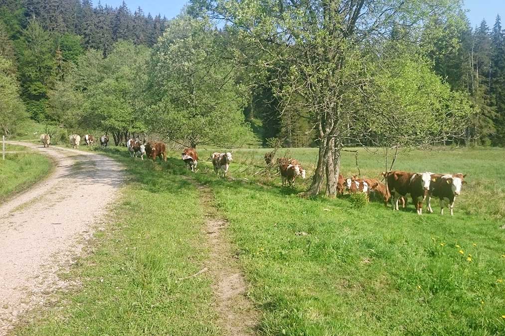Wir auf dem Farnbauernhof haben uns dafür entschieden, dass unsere Farnkälber von ihrer Mutter getränkt und auch aufgezogen werden.