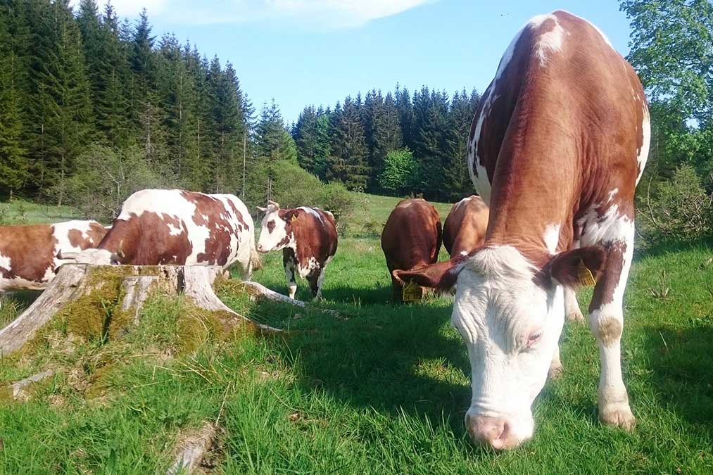 Unsere zutraulichen und friedfertigen Kühe auf dem Farnbauernhof freuen sich auf deine Streicheleinheiten bei deinem nachhaltigen Bauernhofurlaub mit Tieren und viel Freizeitspaß!