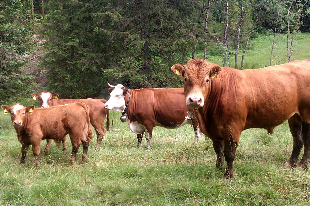 Die Farnkühe - Familienferien und Kinderparadies mit Kühen auf dem Farnbauernhof in Schönwald im schönsten Schwarzwald.
