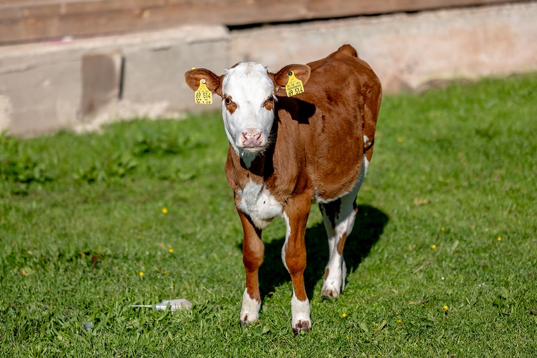 Bei deinen nachhaltigen Familienferien auf dem Farnbauernhof kannst du dich ganz entspannt mit unseren zutraulichen Kühen anfreunden…