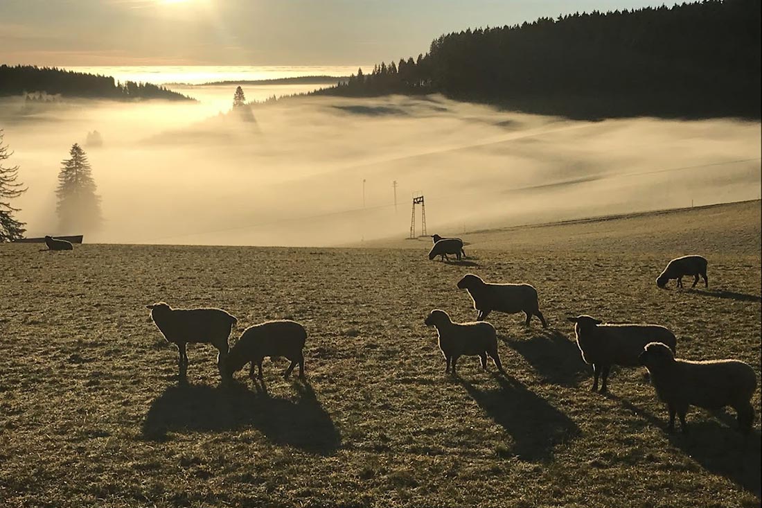 Die Farnschafe - flauschige, liebenswerte Zeitgenossen, die sich freuen, wenn du dich für sie interessierst!