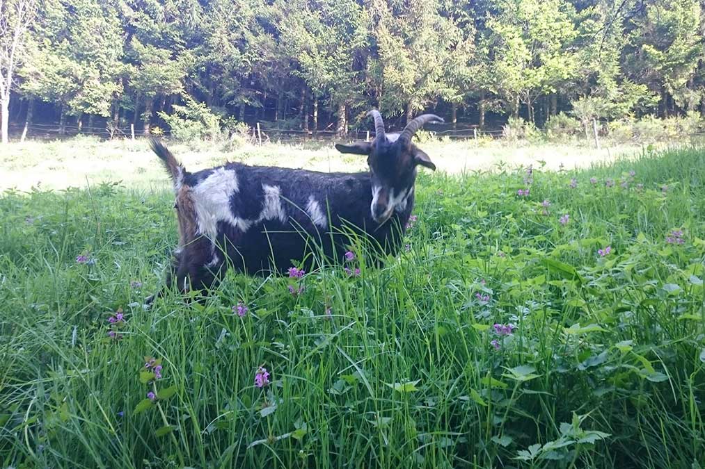 Du kannst unsere Zeigen und Zicklein hier in der schönsten Natur erleben und begleiten.