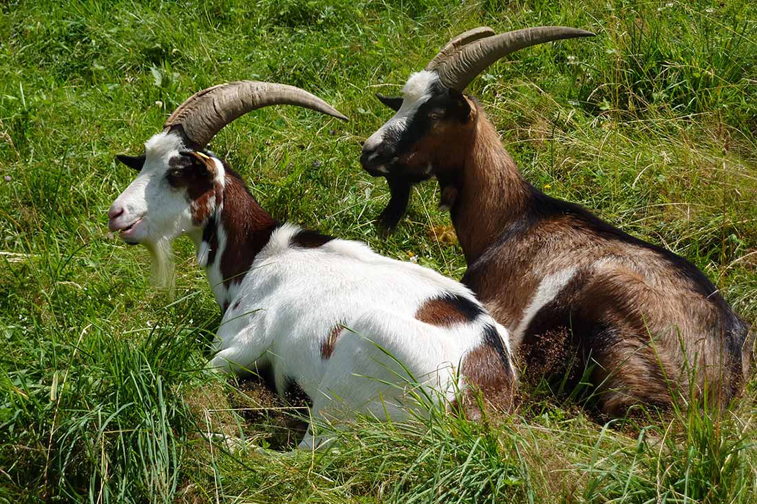 Farntiere Ziege - Familienferien und Kinderparadies mit Tieren auf dem tierfreundlichen Farnbauernhof in Schönwald im Schwarzwald