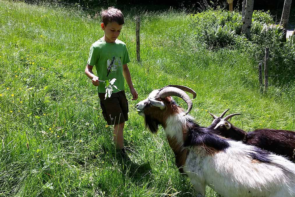 Farntiere Ziege - Familienferien und Kinderparadies mit Tieren auf dem tierfreundlichen Farnbauernhof in Schönwald im Schwarzwald