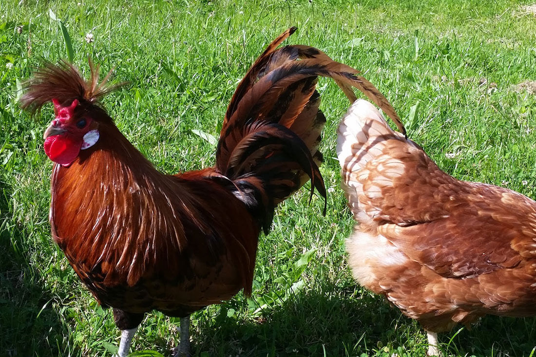 Unser Hahn und unsere Hühner freuen sich auf dich!