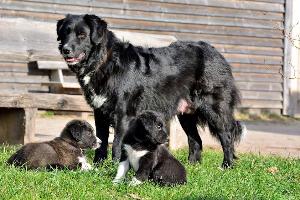 Farnhündin Bella mit Welpen