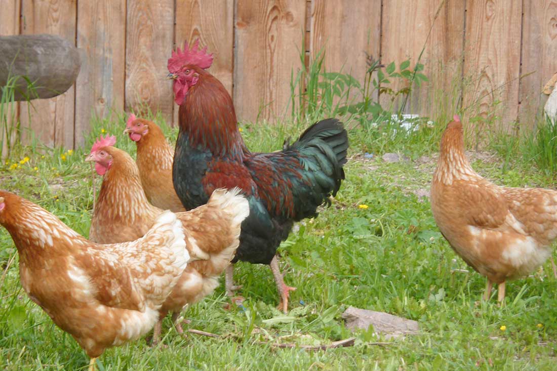 Unser Farnhahn und unsere Farnhühner sind frei und glücklich, deshalb schmecken unsere Eier so gut!