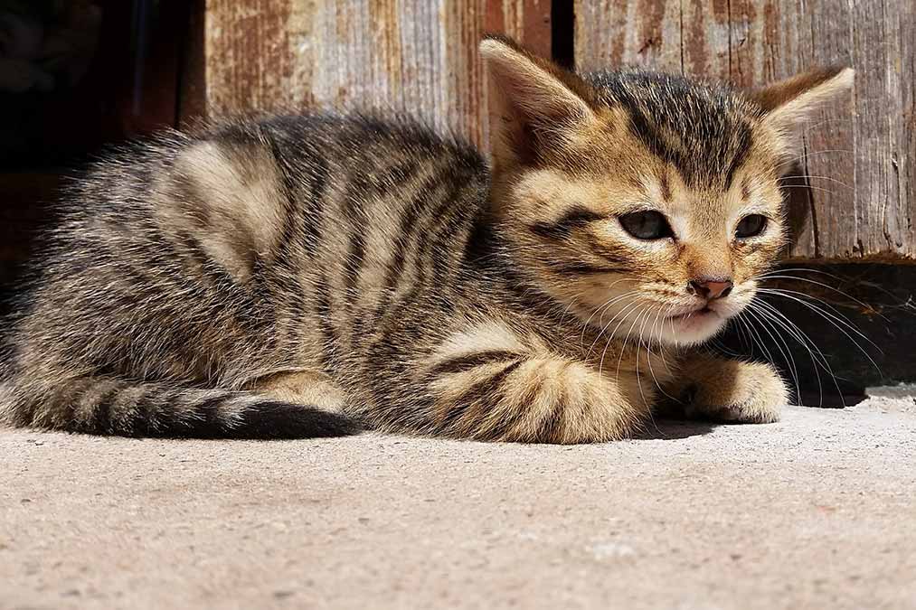 Nachhaltige Familienferien und Kinderparadies mit Katzen auf unserem Urlaubsbauernhof in Schönwald im Schwarzwald.