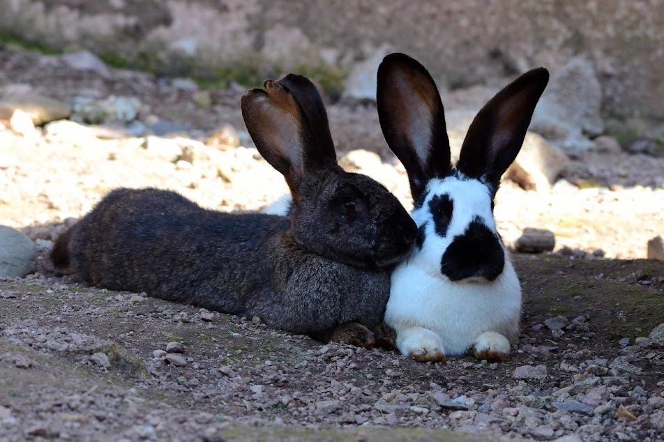 Unsere Kaninchen sind flauschig weich und lieben es, wenn du sie streichelst!