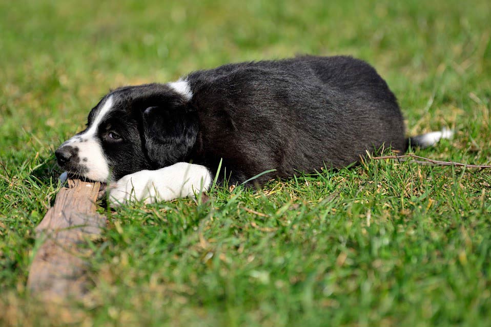 Die Hundewelpen genießen ihr Dasein in der freien Natur auf unserem nachhaltig bewirtschafteten Gelände!