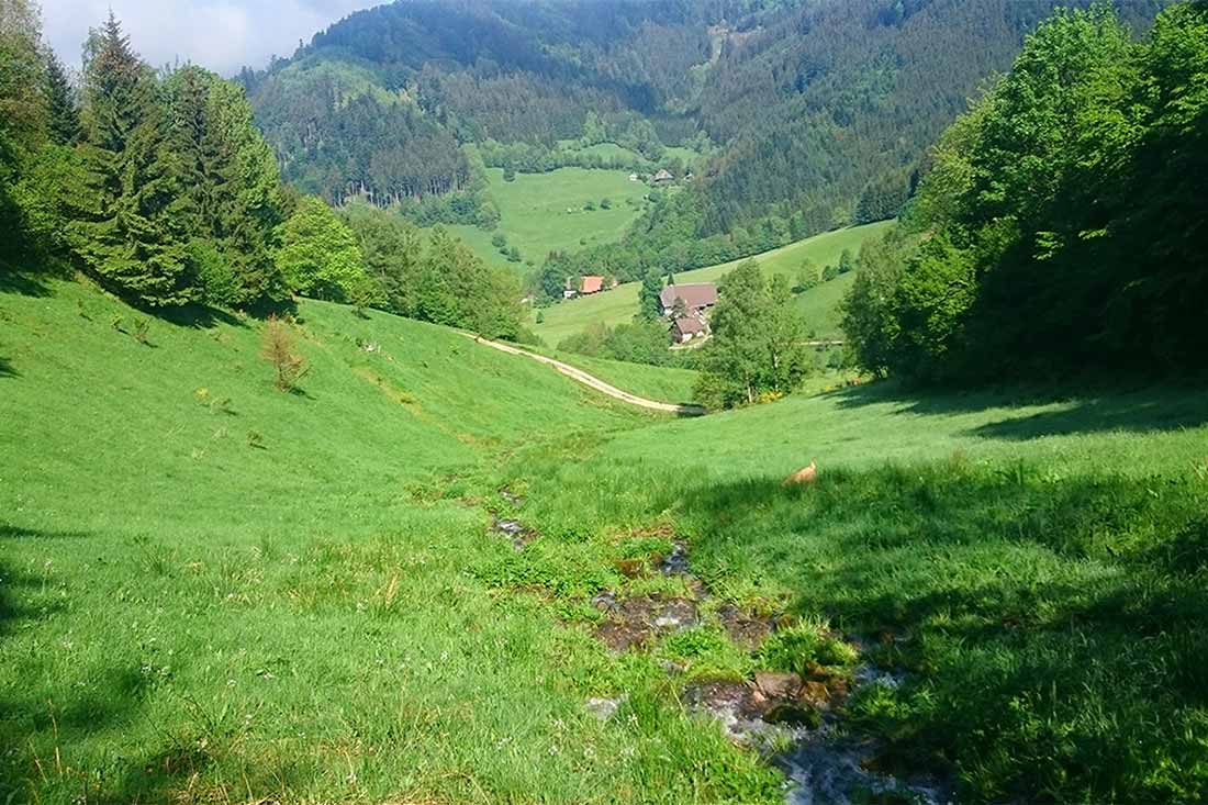 Die einmalige Natur rund um den Farnbauernhof und unser Naturschutzgebiet lädt zum uneingeschränkten Naturgenuss ein.